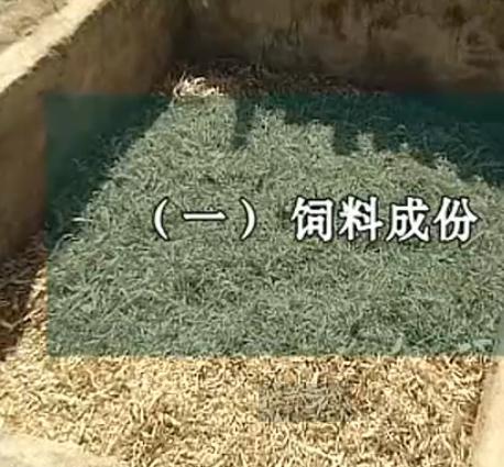 秸秆生物发酵饲料养牛技术 
